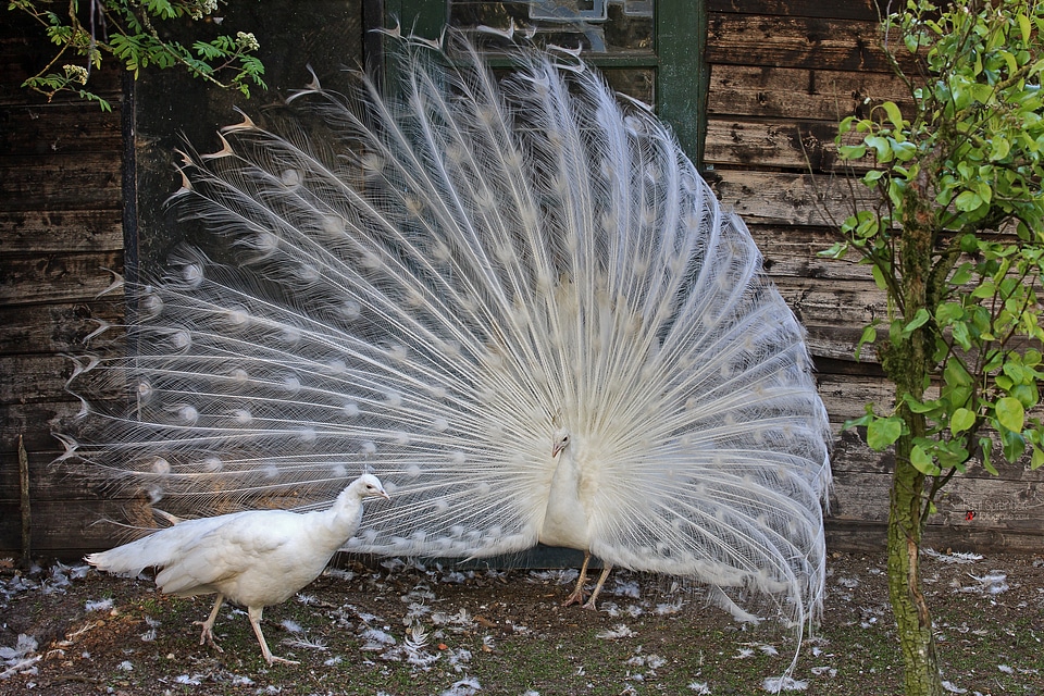Animals birds feathers