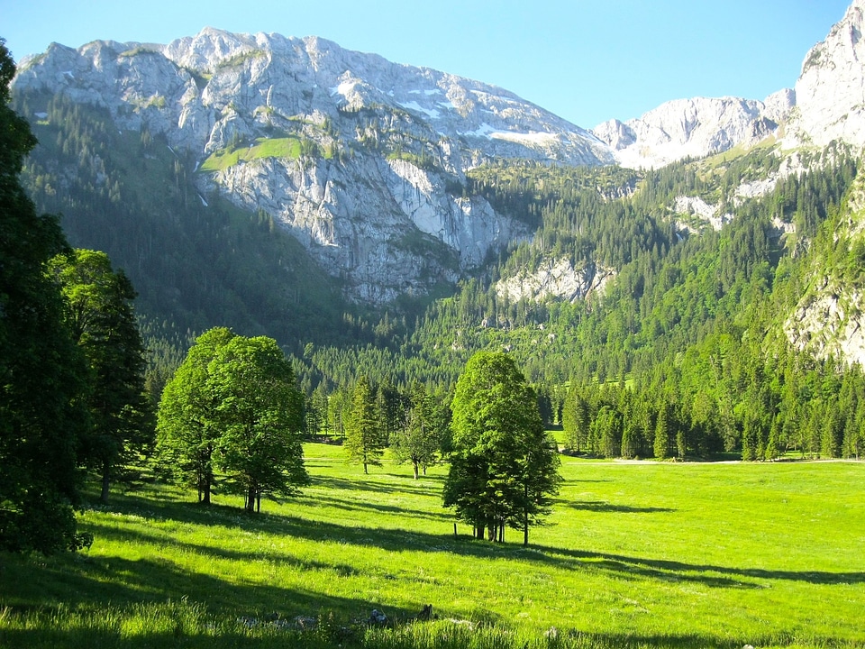 Valley grass forest