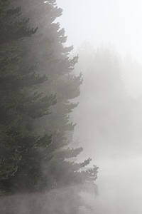 Ever Green Woods In Fog