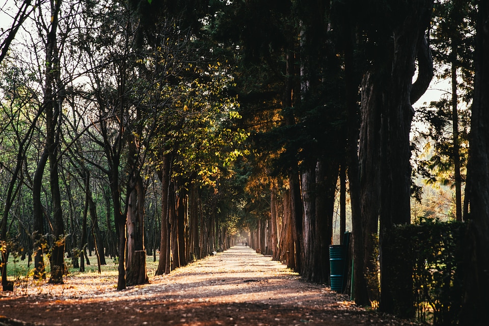 Sunlight Through Treelined Path