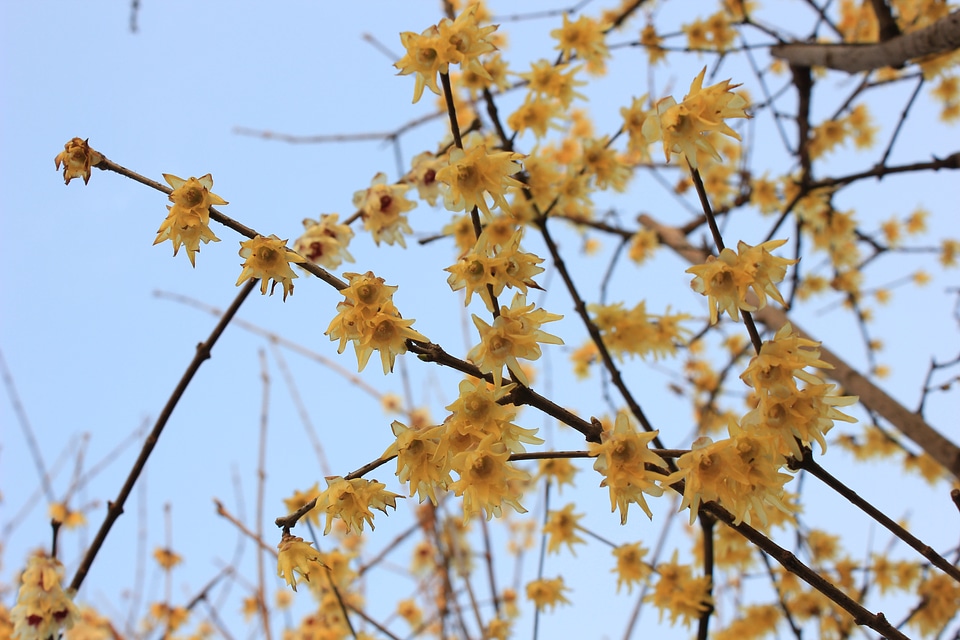 Chimonanthus praecox yellow sky
