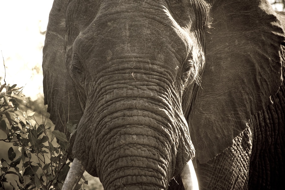 African Elephant Close Up