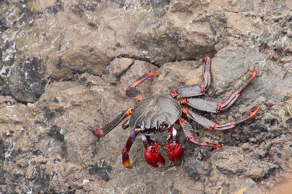 Pliers rock shellfish