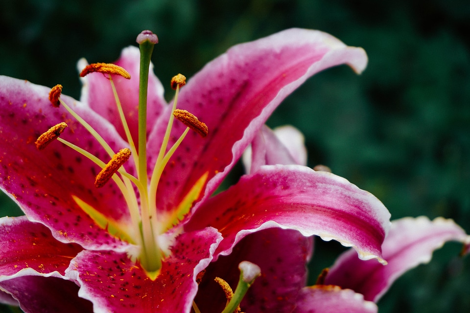 Pretty Pink Flower