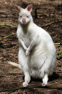 Animals wild wildlife