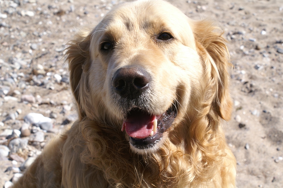 Animal portrait close up