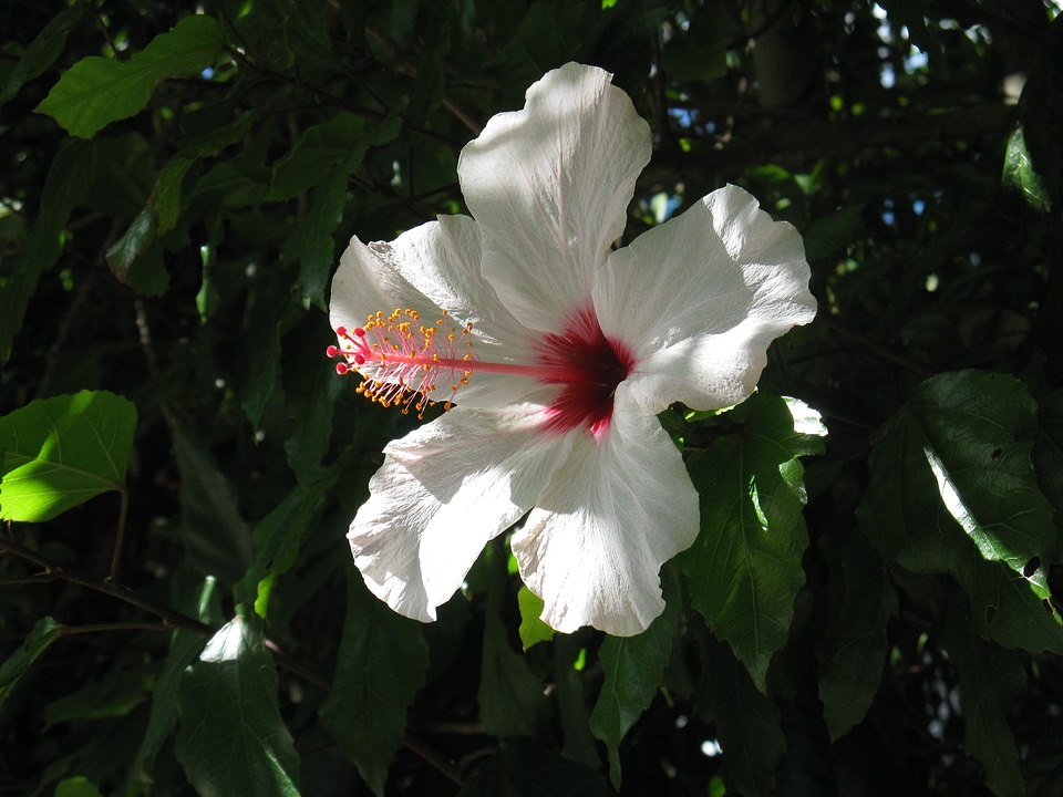 Wild flower wild plant summer flower