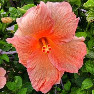 Floral nature leaf