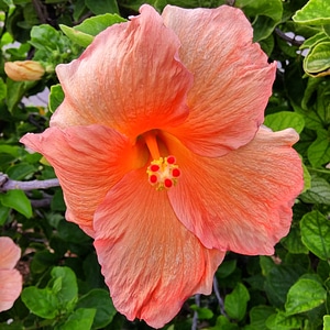 Floral nature leaf photo