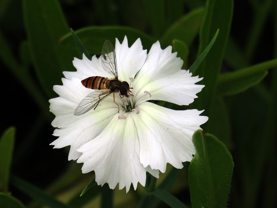 White flower white flowers nature