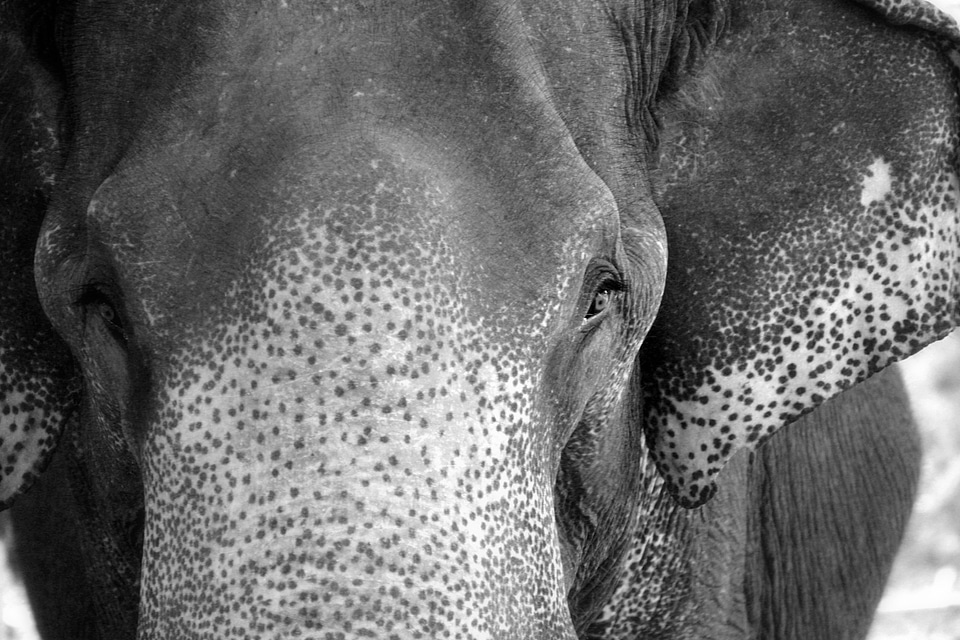 Black And White Elephant Face