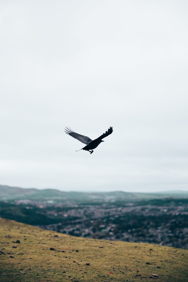 Black Crow In Flight