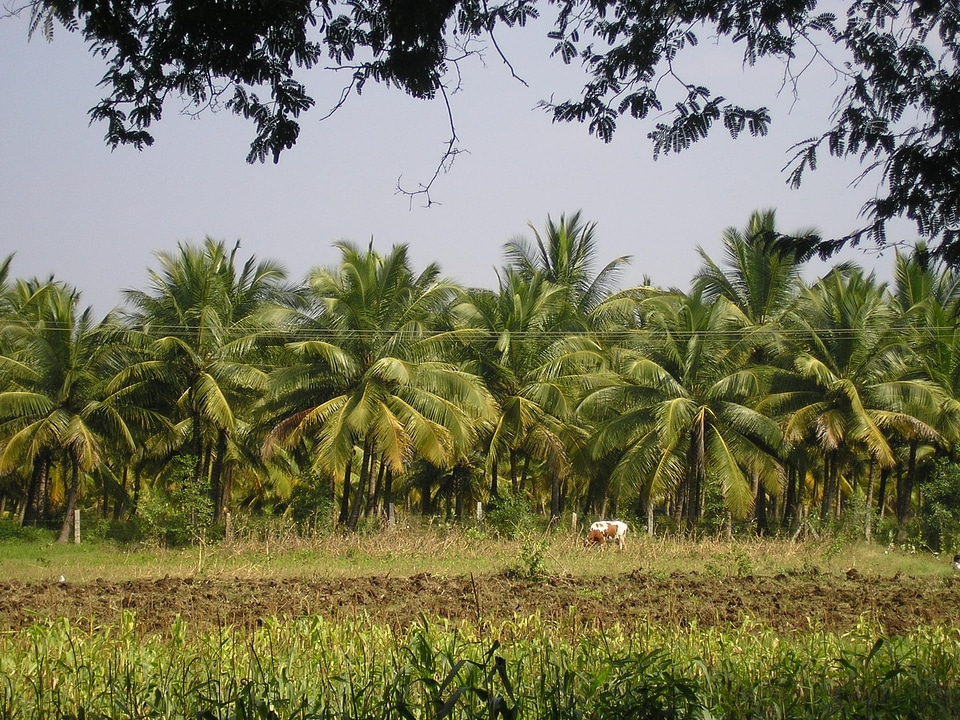 Landscape nature asia