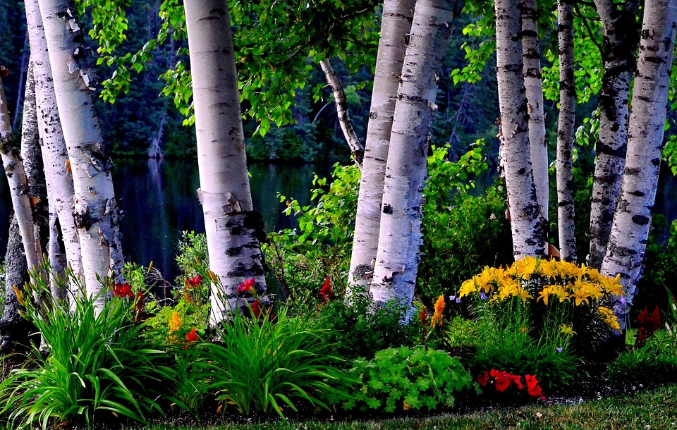Nature leaves flowers