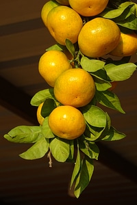 Tangerines market yellow