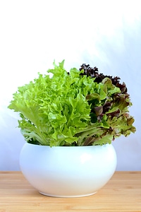 Fresh Lettuce Greens In Bowl