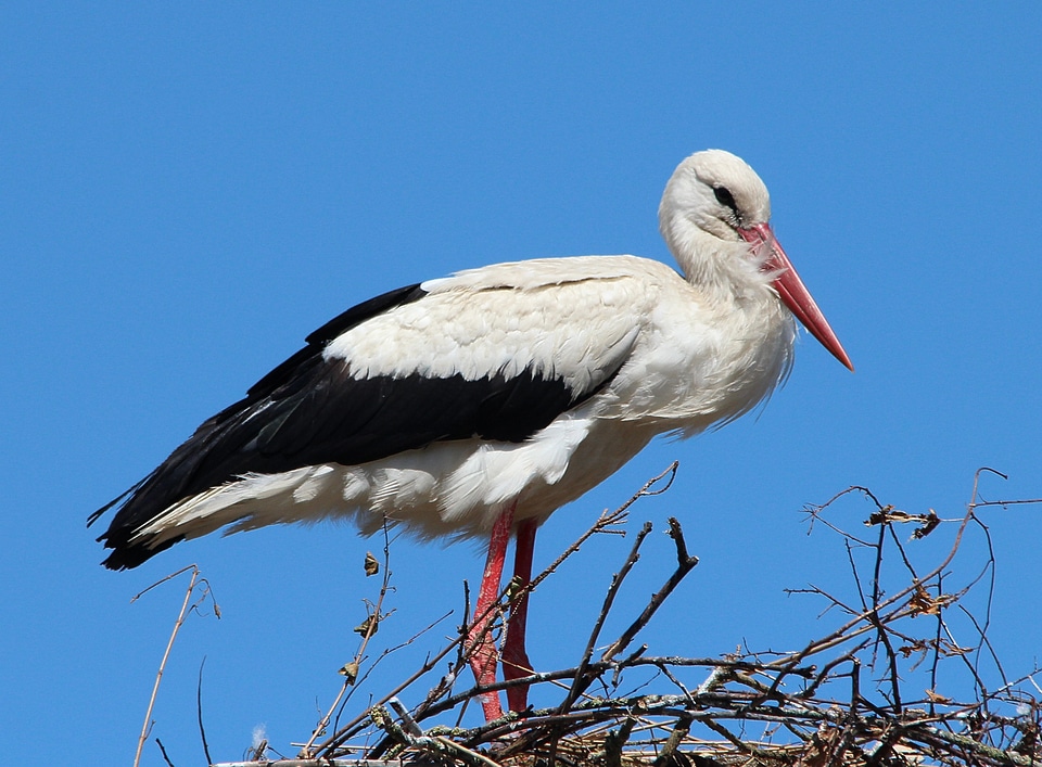 Stork village ciconia ciconia bird