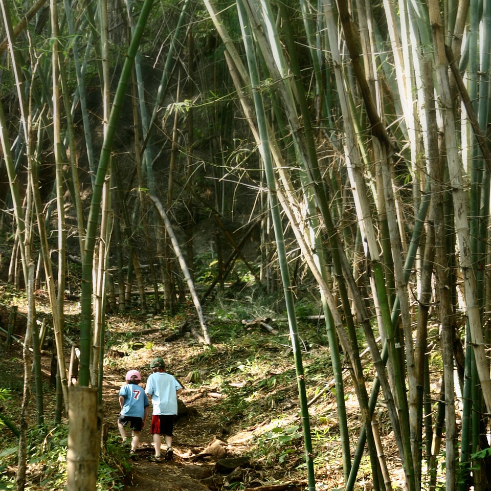 Boys In Bamboo Forest