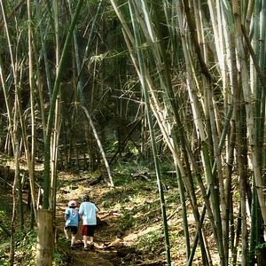 Boys In Bamboo Forest photo