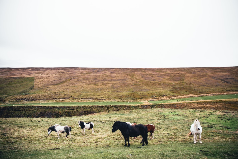 Wild Ponies Grazing