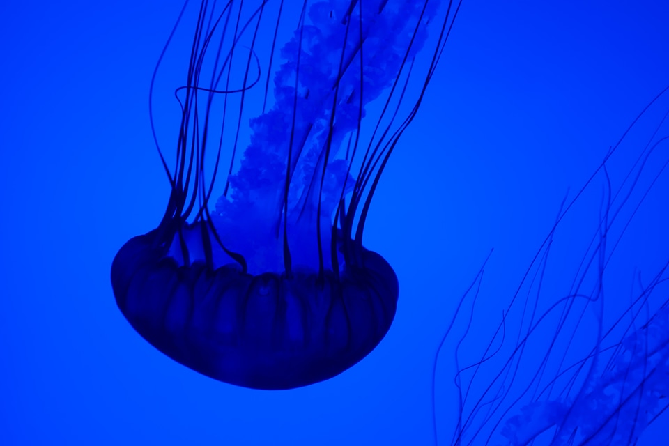 Blue Jellyfish Underwater