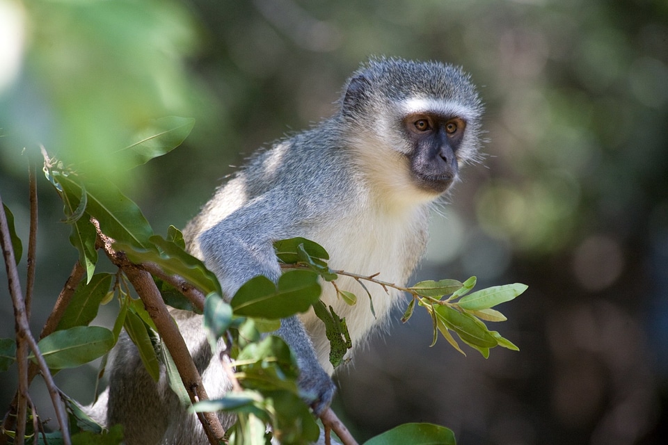 Vervet Monkey In African Tree