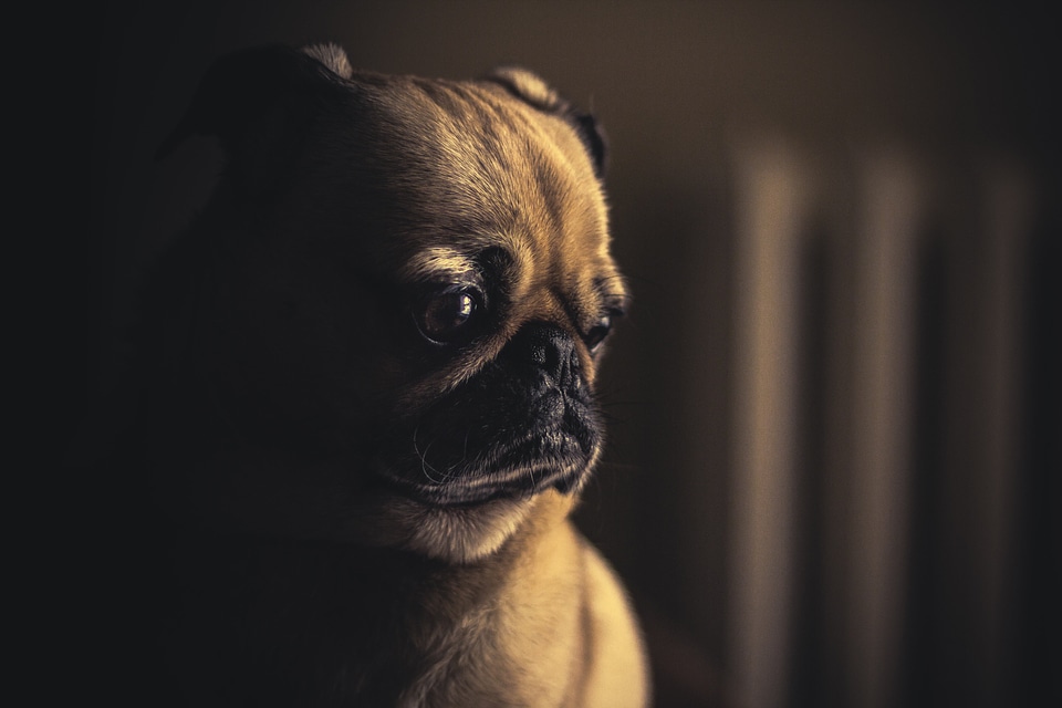 High Contrast Dog