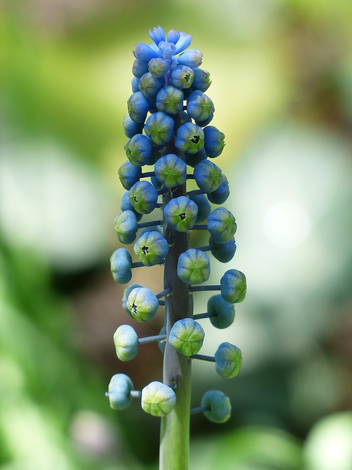 Common grape hyacinth blossom bloom