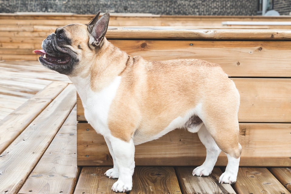 French Bulldog photo