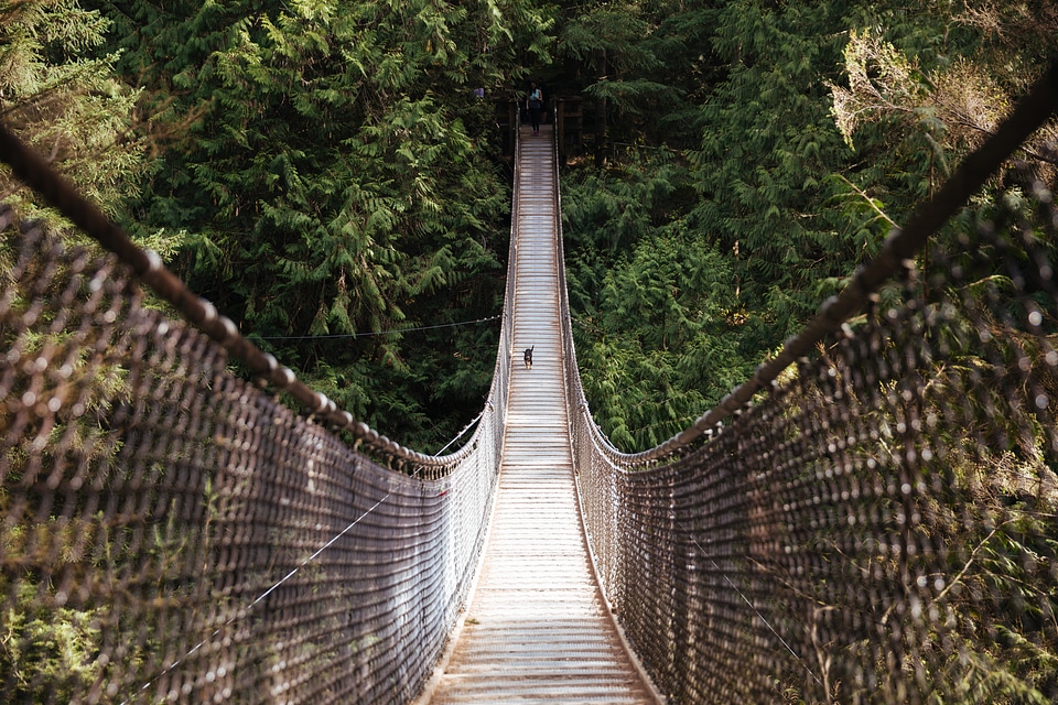 Dog On Hanging Bridge