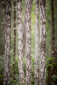 White Bark Trees photo