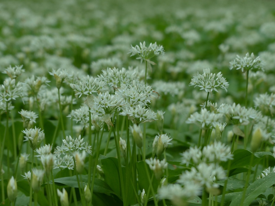 Forest plant allium ursinum