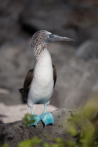 Blue Footed Booby On Rock photo