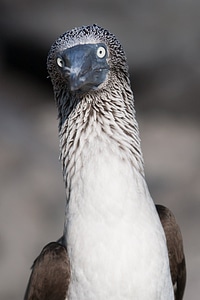Blue Footed Booby Face photo