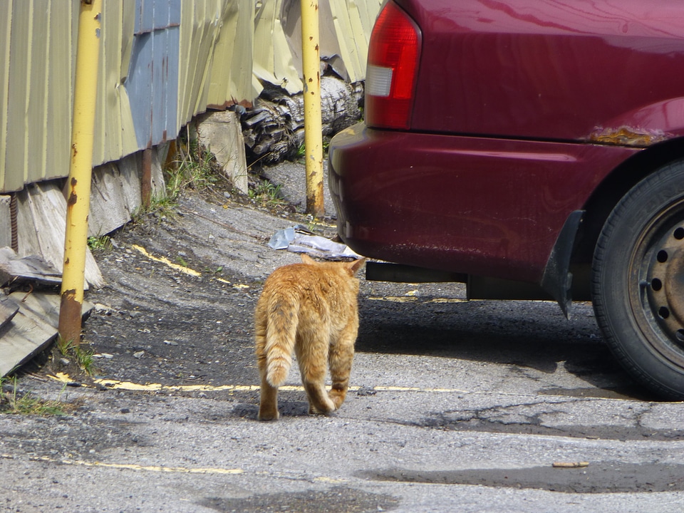 Animal feline domestic