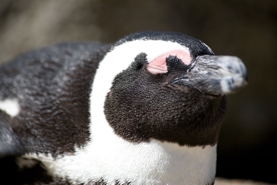 African Penguin Close Up