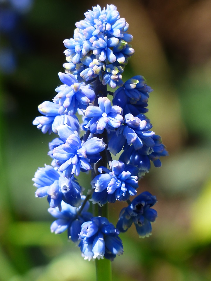 Bloom flower blue photo