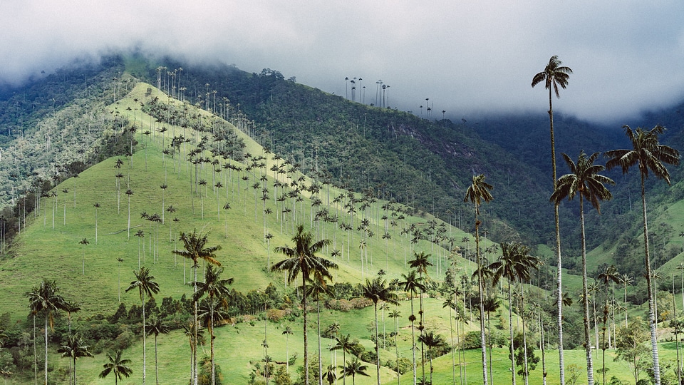 Mountain Palm Trees