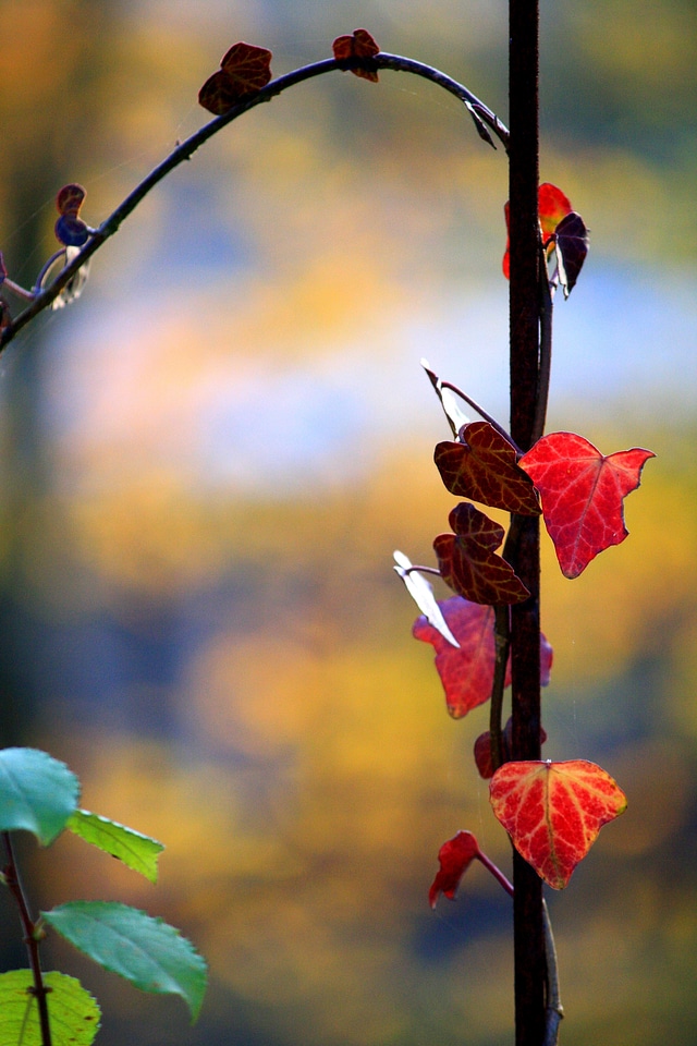 Autumn rank growths plant