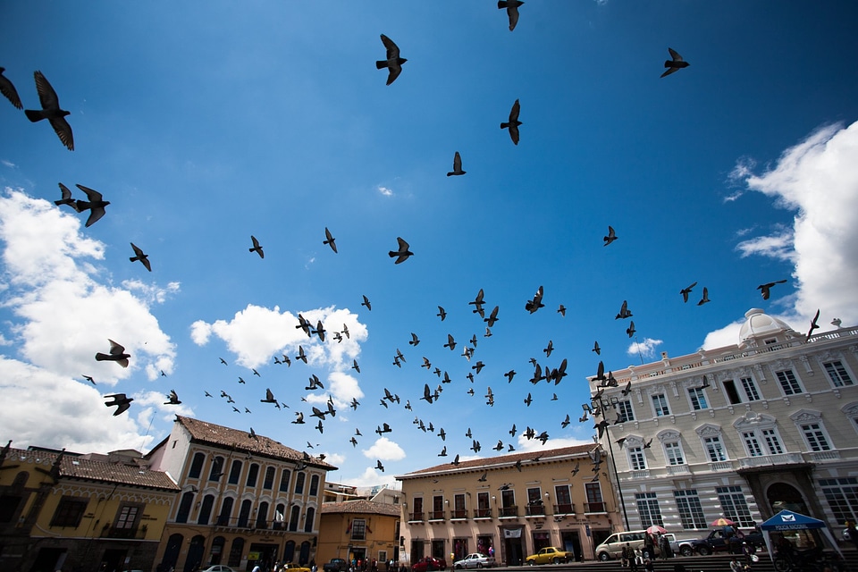 Birds Flying Over Urban Centre