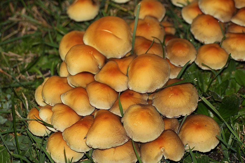 Fungi mushroom genus multiplication