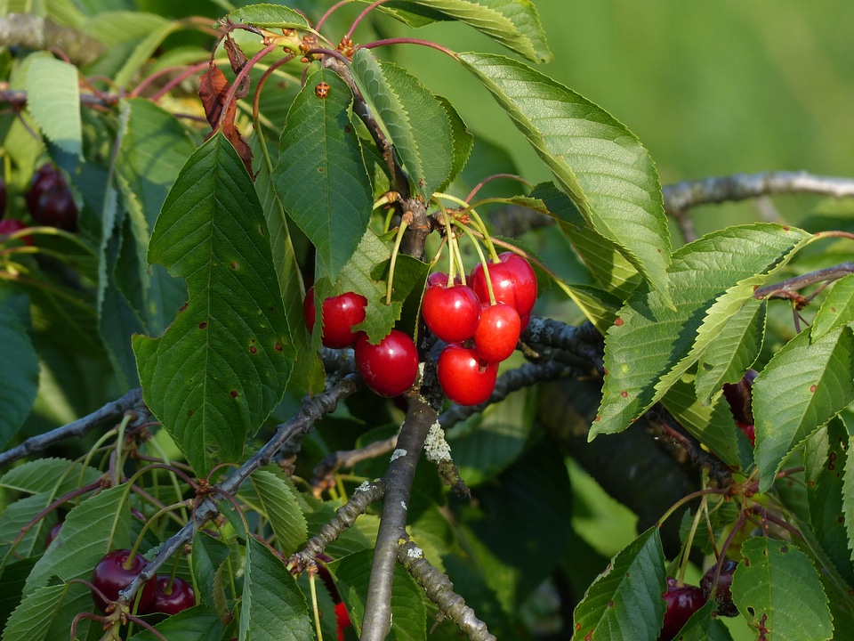 Fruit healthy leaves