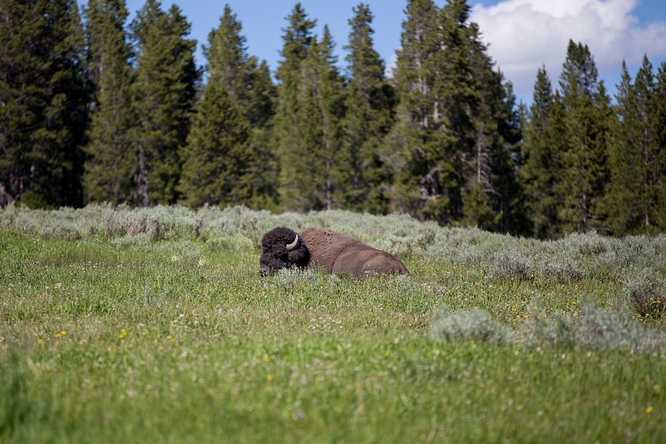 Bison Wildlife Adventure
