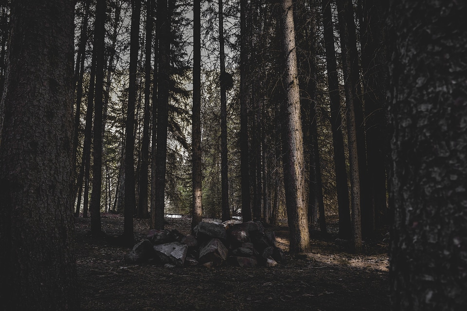 Rockpile In Forest