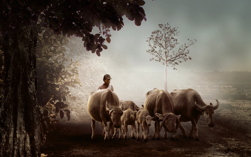 Buffalo nature cattle