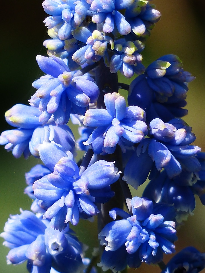 Bloom flower blue photo