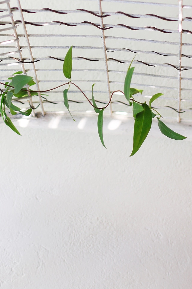 Vine Hanging On Ceiling With White Wall
