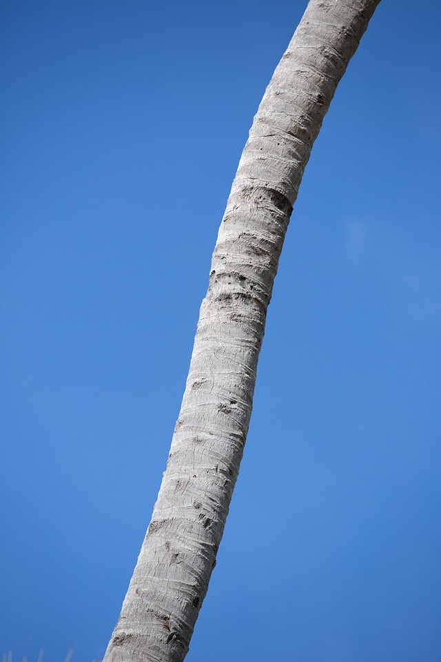 Palmtree And Blue Sky