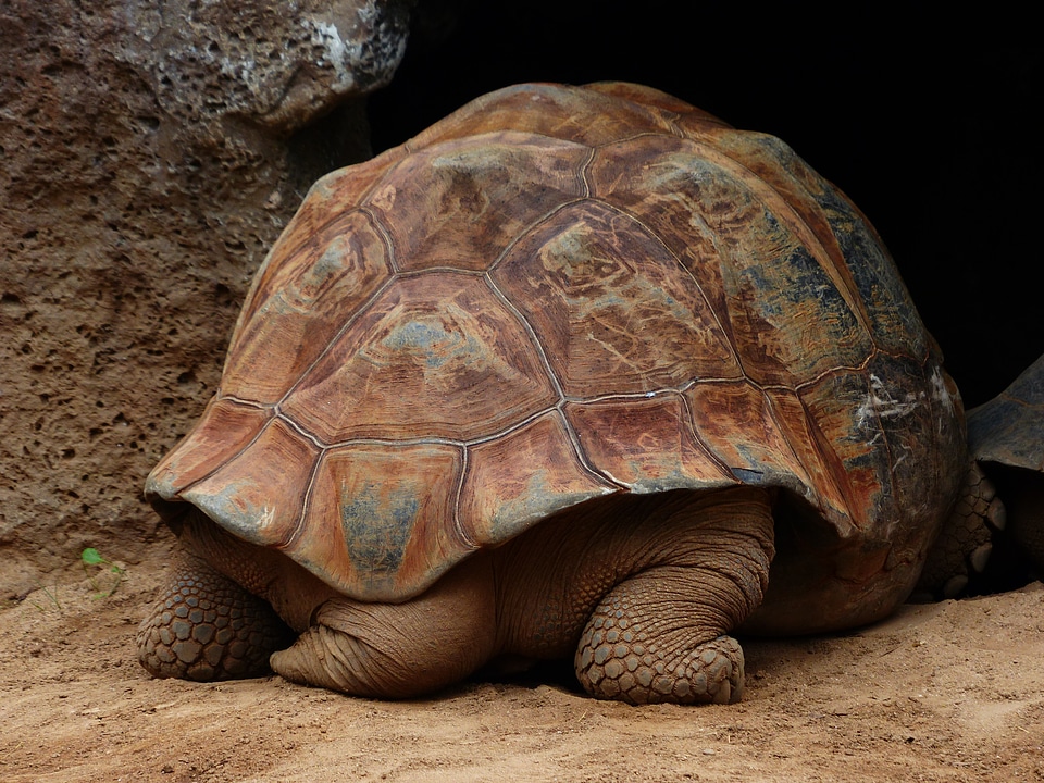 Feet turtle tail turtle feet
