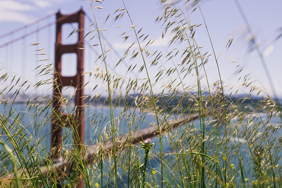 Tall Grass By Golden Gate